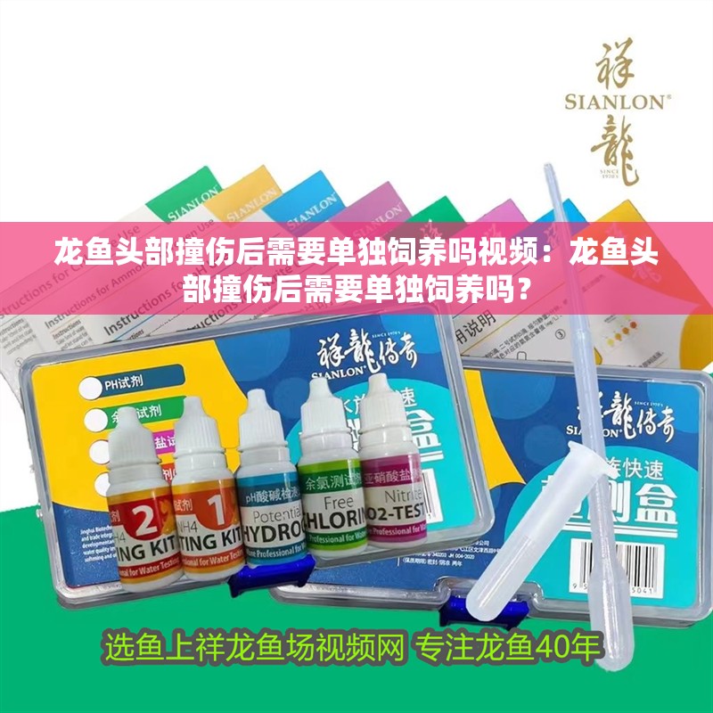 龍魚頭部撞傷后需要單獨飼養嗎視頻：龍魚頭部撞傷后需要單獨飼養嗎？