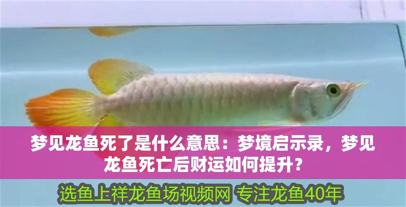 夢見龍魚死了是什么意思：夢境啟示錄，夢見龍魚死亡后財運如何提升？
