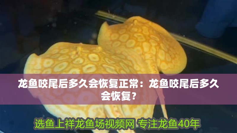 龍魚咬尾后多久會恢復正常：龍魚咬尾后多久會恢復？