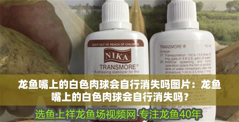 龍魚嘴上的白色肉球會自行消失嗎圖片：龍魚嘴上的白色肉球會自行消失嗎？