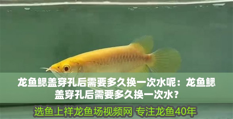 龍魚鰓蓋穿孔后需要多久換一次水呢：龍魚鰓蓋穿孔后需要多久換一次水？