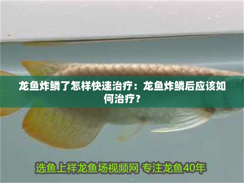 龍魚炸鱗了怎樣快速治療：龍魚炸鱗后應該如何治療？