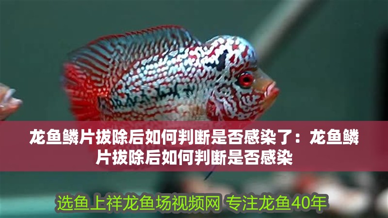 龍魚鱗片拔除后如何判斷是否感染了：龍魚鱗片拔除后如何判斷是否感染