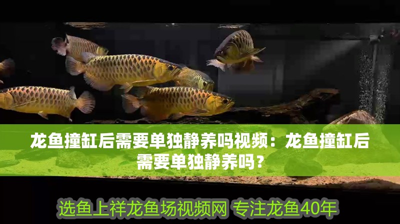 龍魚(yú)撞缸后需要單獨(dú)靜養(yǎng)嗎視頻：龍魚(yú)撞缸后需要單獨(dú)靜養(yǎng)嗎？