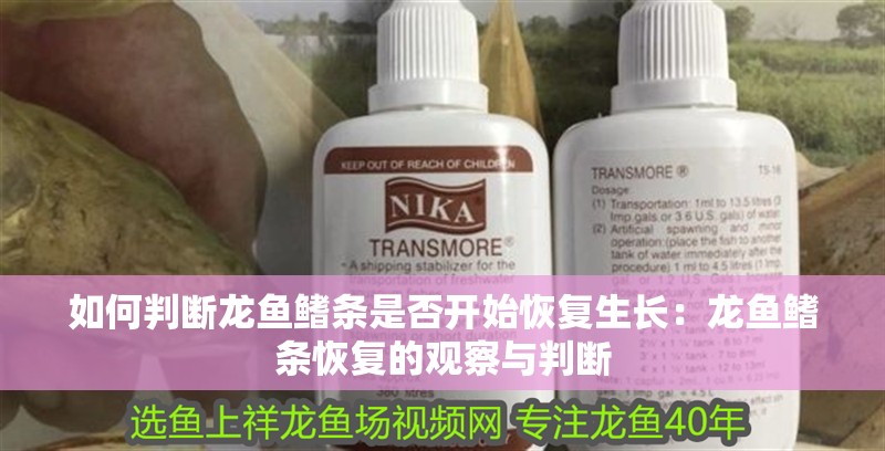 如何判斷龍魚鰭條是否開始恢復生長：龍魚鰭條恢復的觀察與判斷