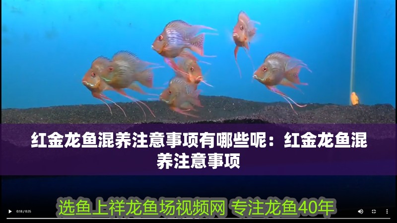 紅金龍魚混養注意事項有哪些呢：紅金龍魚混養注意事項