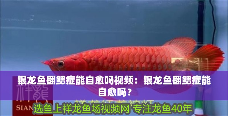 銀龍魚翻鰓癥能自愈嗎視頻：銀龍魚翻鰓癥能自愈嗎？