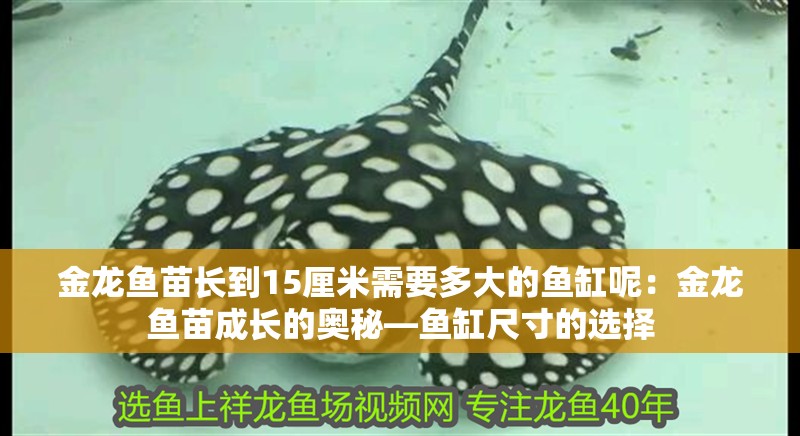 金龍魚苗長到15厘米需要多大的魚缸呢：金龍魚苗成長的奧秘—魚缸尺寸的選擇