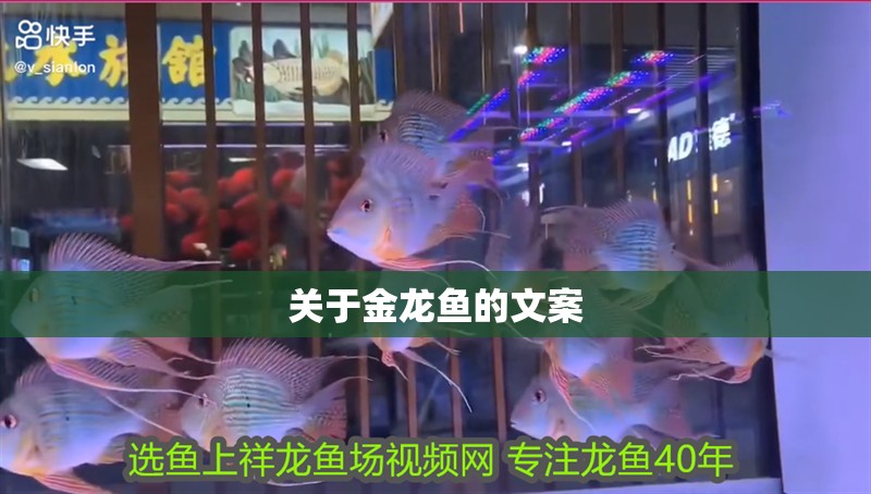 關(guān)于金龍魚(yú)的文案