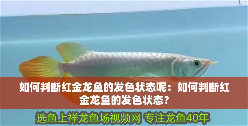 如何判斷紅金龍魚的發色狀態呢：如何判斷紅金龍魚的發色狀態？