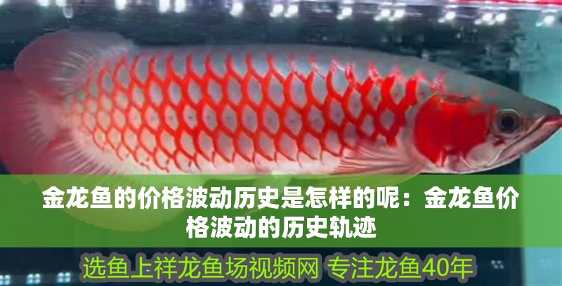 金龍魚的價格波動歷史是怎樣的呢：金龍魚價格波動的歷史軌跡