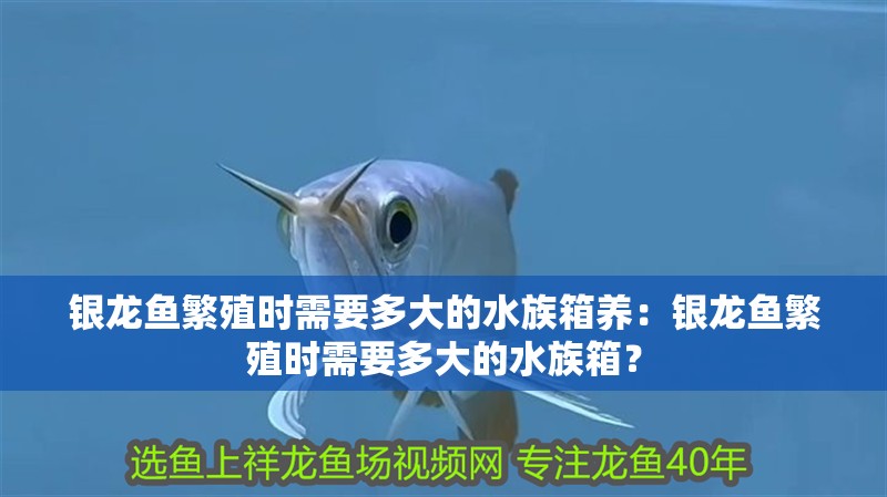 銀龍魚繁殖時需要多大的水族箱養：銀龍魚繁殖時需要多大的水族箱？
