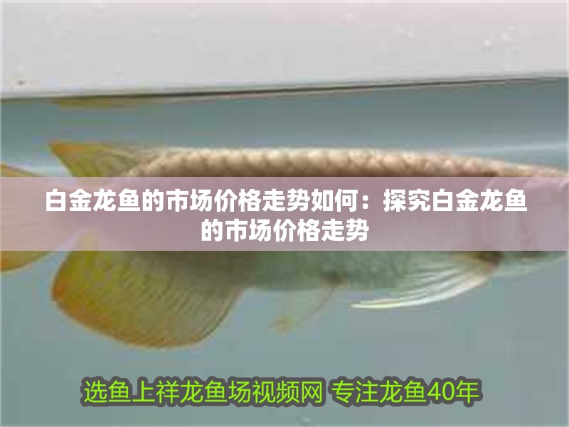 白金龍魚的市場價格走勢如何：探究白金龍魚的市場價格走勢