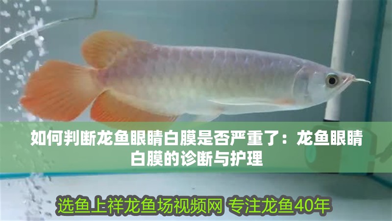如何判斷龍魚眼睛白膜是否嚴(yán)重了：龍魚眼睛白膜的診斷與護(hù)理