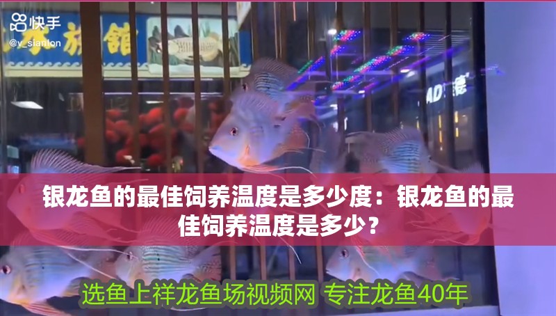 銀龍魚的最佳飼養(yǎng)溫度是多少度：銀龍魚的最佳飼養(yǎng)溫度是多少？