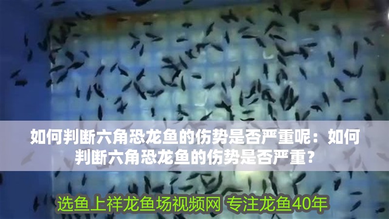如何判斷六角恐龍魚的傷勢是否嚴重呢：如何判斷六角恐龍魚的傷勢是否嚴重？