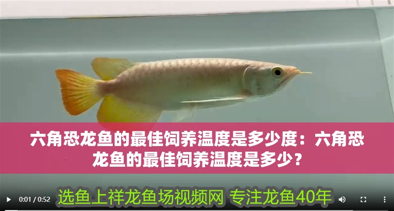 六角恐龍魚的最佳飼養(yǎng)溫度是多少度：六角恐龍魚的最佳飼養(yǎng)溫度是多少？