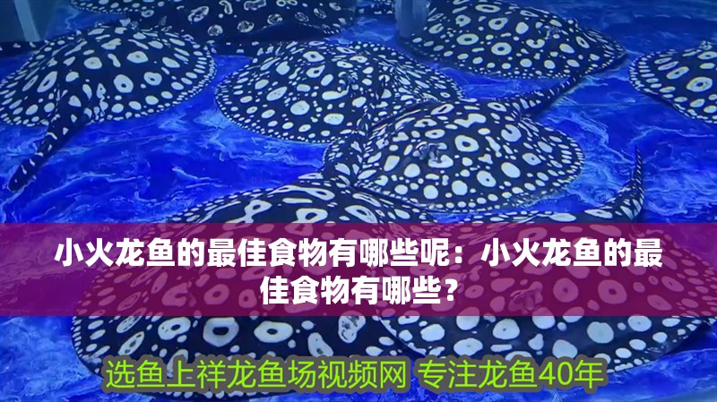 小火龍魚的最佳食物有哪些呢：小火龍魚的最佳食物有哪些？