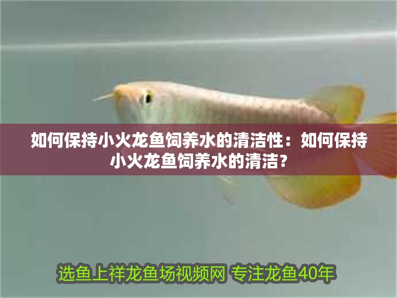 如何保持小火龍魚飼養(yǎng)水的清潔性：如何保持小火龍魚飼養(yǎng)水的清潔？