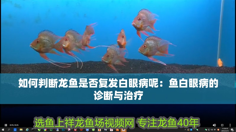 如何判斷龍魚是否復發白眼病呢：魚白眼病的診斷與治療
