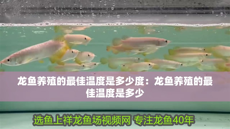 龍魚養殖的最佳溫度是多少度：龍魚養殖的最佳溫度是多少