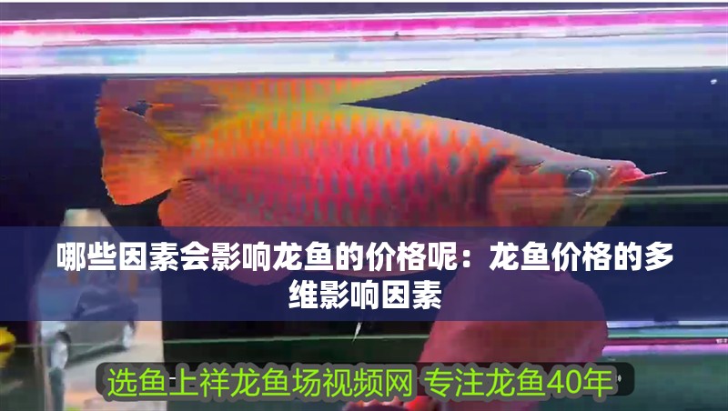 哪些因素會影響龍魚的價格呢：龍魚價格的多維影響因素