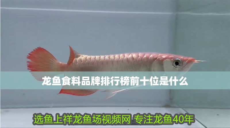 龍魚食料品牌排行榜前十位是什么