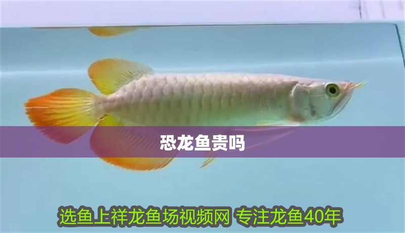 恐龍魚貴嗎