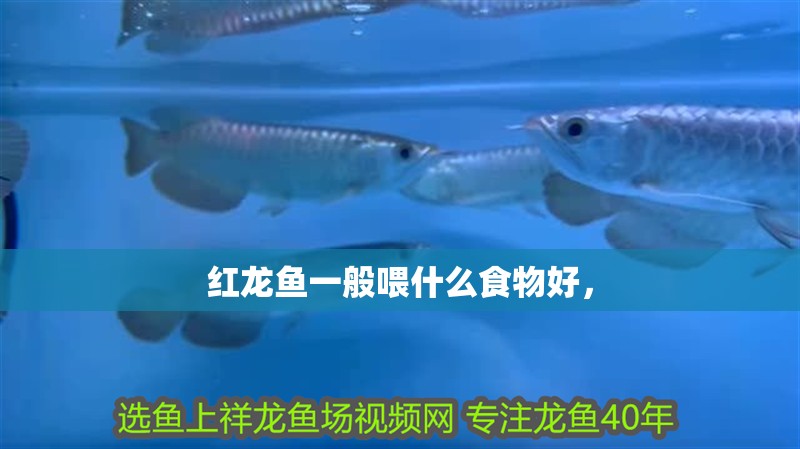 紅龍魚一般喂什么食物好，