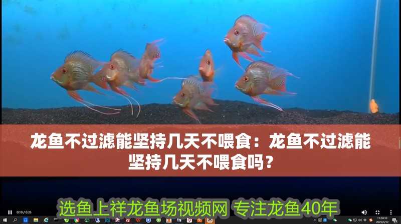 龍魚不過濾能堅持幾天不喂食：龍魚不過濾能堅持幾天不喂食嗎？
