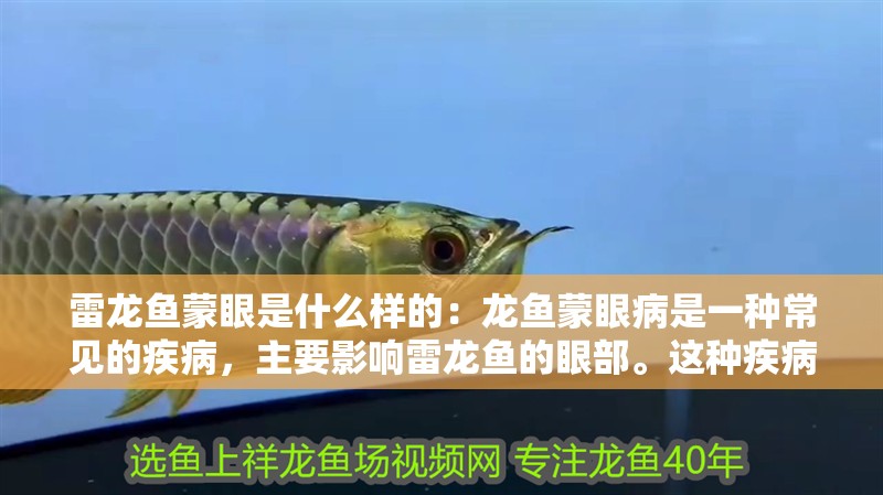 雷龍魚蒙眼是什么樣的：龍魚蒙眼病是一種常見的疾病，主要影響雷龍魚的眼部。這種疾病的癥狀包括眼睛紅腫、流淚、視力下降等。如果不及時治療，可能會導(dǎo)致雷龍魚失明。因此，了解雷龍魚蒙眼病的癥狀對于養(yǎng)魚愛好者來說非常重要