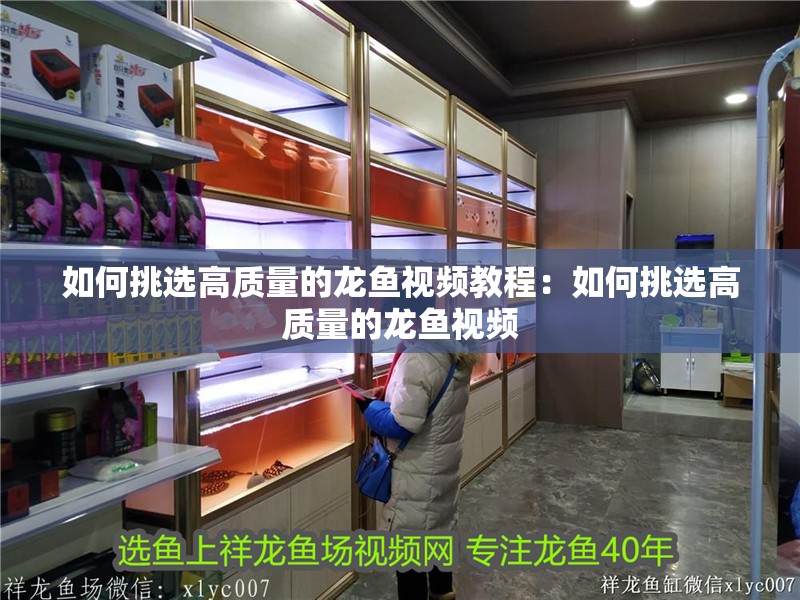 如何挑選高質量的龍魚視頻教程：如何挑選高質量的龍魚視頻