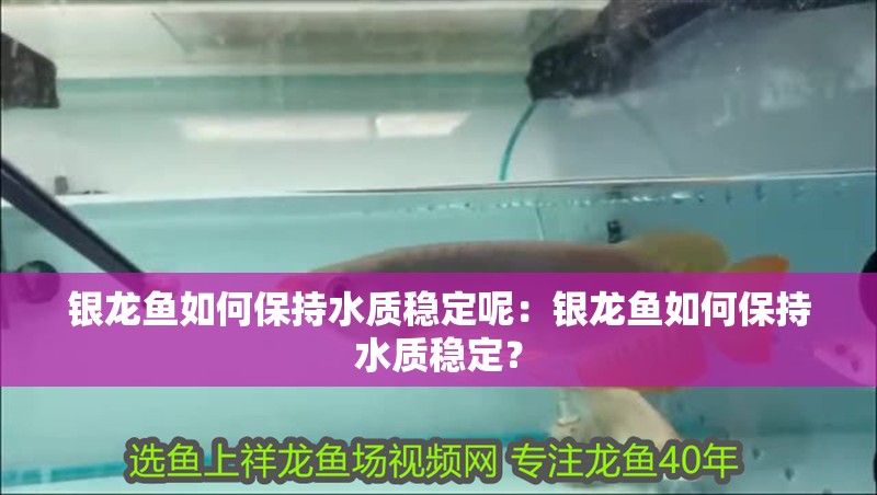 銀龍魚如何保持水質穩定呢：銀龍魚如何保持水質穩定？