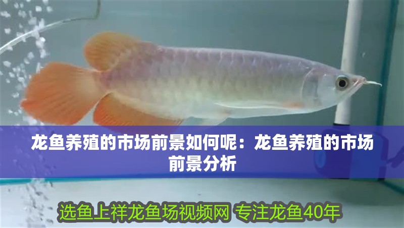 龍魚養殖的市場前景如何呢：龍魚養殖的市場前景分析