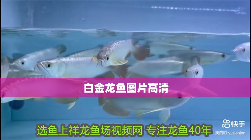 白金龍魚圖片高清