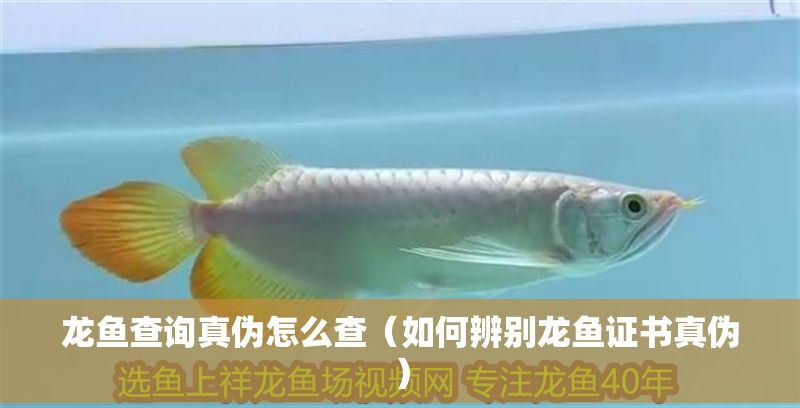 龍魚查詢真?zhèn)卧趺床椋ㄈ绾伪鎰e龍魚證書真?zhèn)危? title=