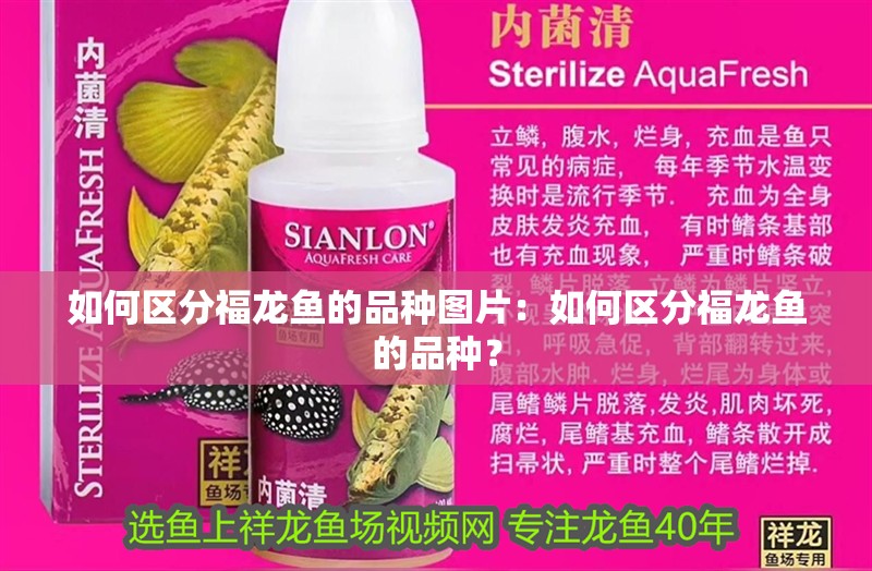 如何區分福龍魚的品種圖片：如何區分福龍魚的品種？