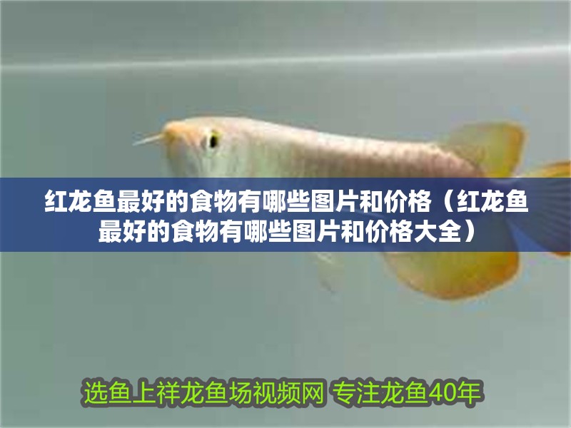 紅龍魚(yú)最好的食物有哪些圖片和價(jià)格（紅龍魚(yú)最好的食物有哪些圖片和價(jià)格大全）