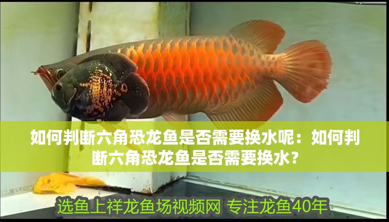 如何判斷六角恐龍魚是否需要換水呢：如何判斷六角恐龍魚是否需要換水？