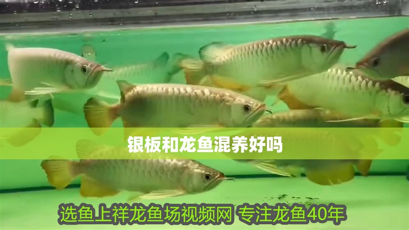 銀板和龍魚混養好嗎