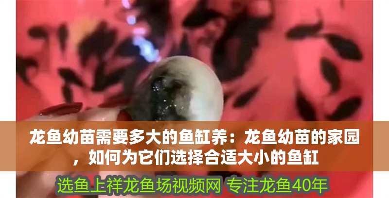 龍魚幼苗需要多大的魚缸養：龍魚幼苗的家園，如何為它們選擇合適大小的魚缸