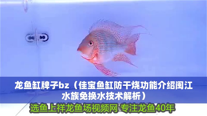 龍魚缸牌子bz（佳寶魚缸防干燒功能介紹閩江水族免換水技術(shù)解析）