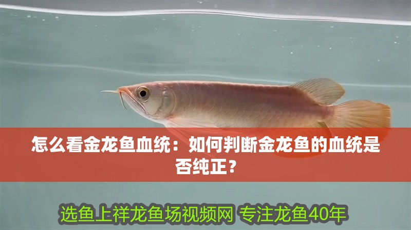 怎么看金龍魚血統：如何判斷金龍魚的血統是否純正？