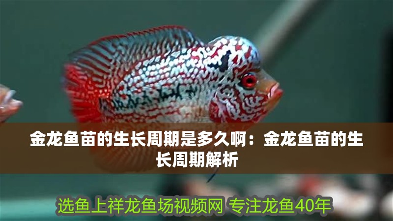金龍魚苗的生長周期是多久啊：金龍魚苗的生長周期解析