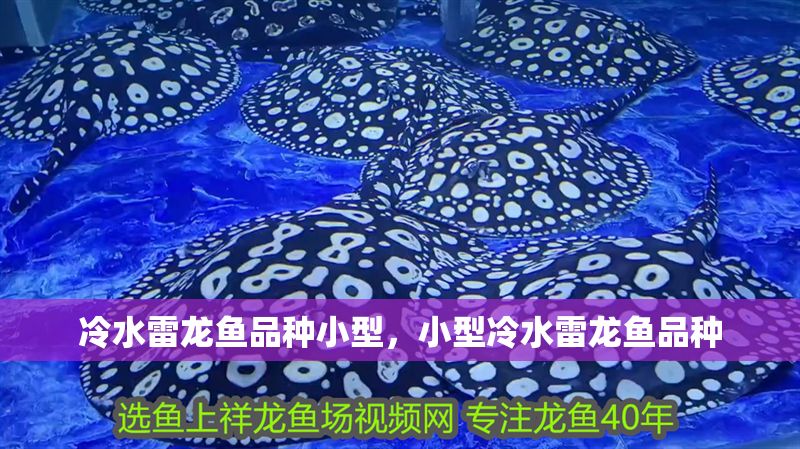 冷水雷龍魚品種小型，小型冷水雷龍魚品種