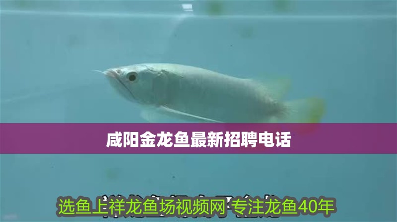 咸陽金龍魚最新招聘電話