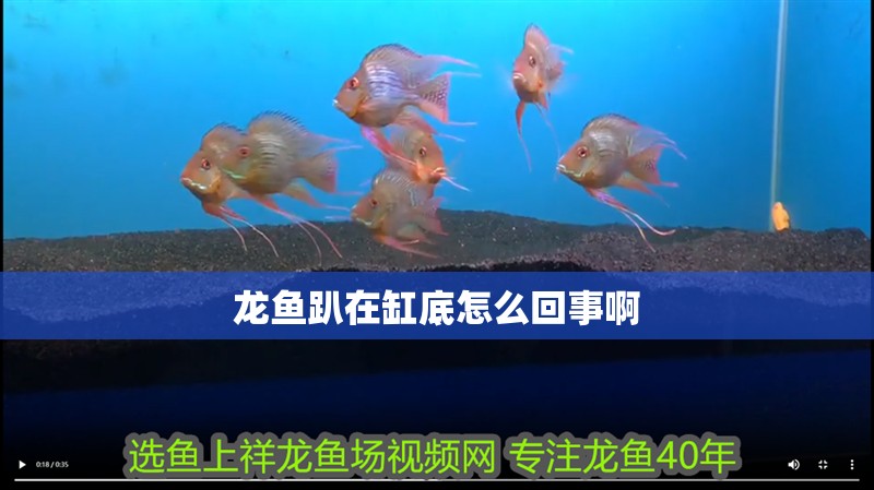 龍魚趴在缸底怎么回事啊