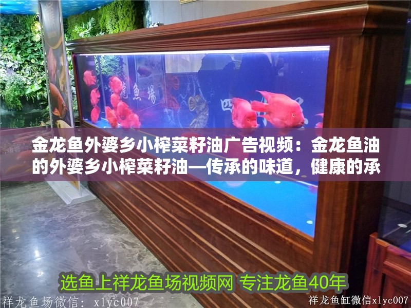 金龍魚怎么看年齡大小：如何判斷金龍魚的年齡