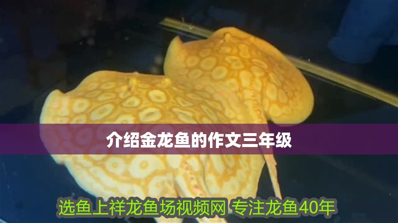 魚缸用增氧泵價格是多少:魚缸增氧機-xtrac增氧機-xtrac增氧機 介紹金龍魚的作文三年級 龍魚百科 介紹金龍魚的作文三年級 介紹金龍魚的作文三年級 龍魚百科