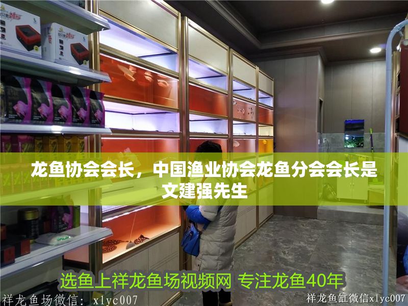 龍魚協會會長，中國漁業協會龍魚分會會長是文建強先生
